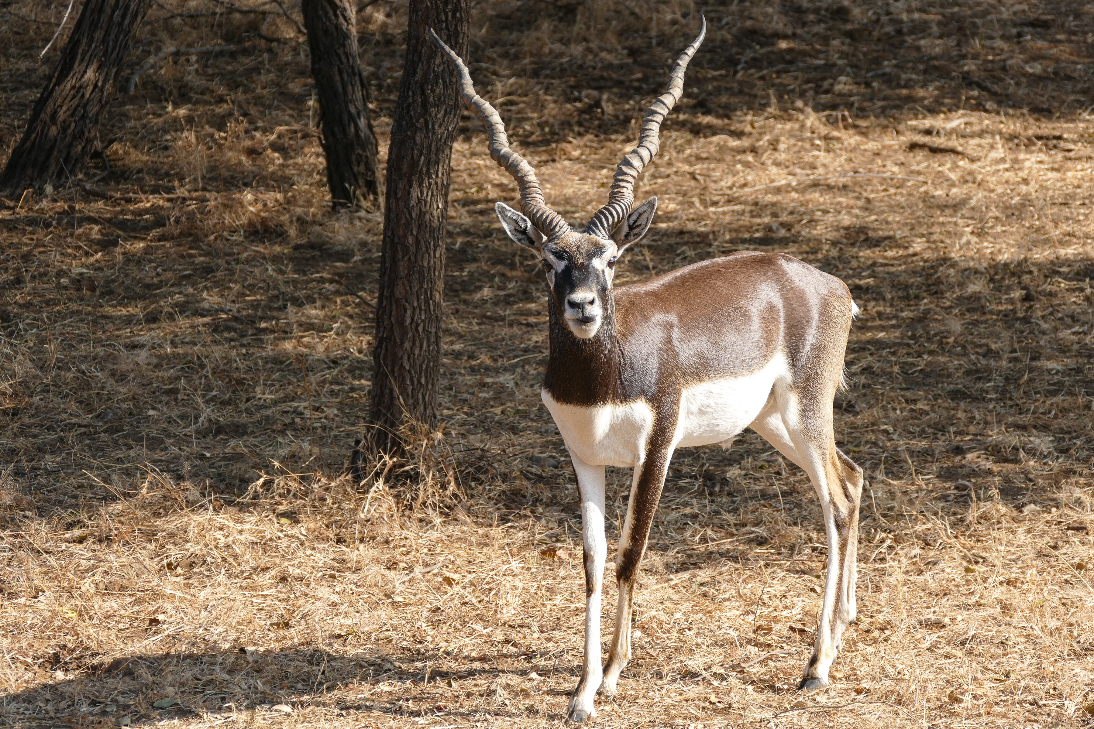 Hirschziegen Antilope